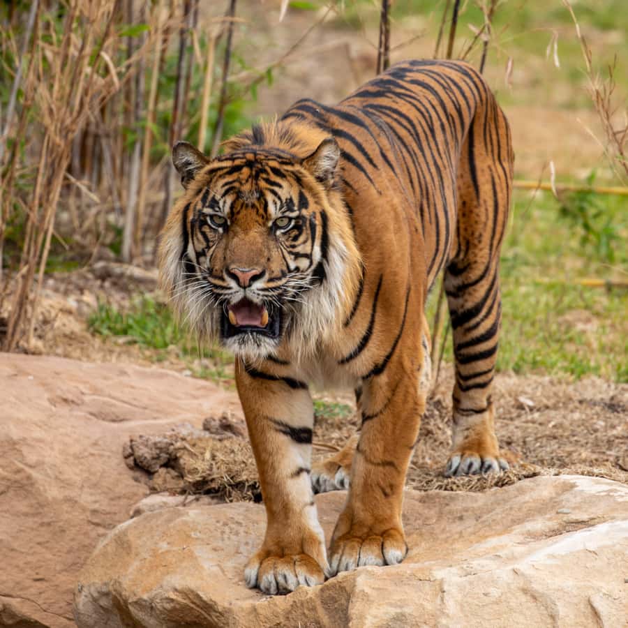 Sydney Zoo Admission Ticket - Value check: is $38 worth it for a one-day ticket?