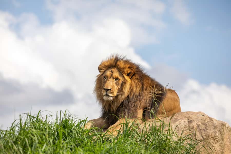 Sydney Zoo Admission Ticket - African Boardwalk and mixed-species habitats: the slow-look payoff