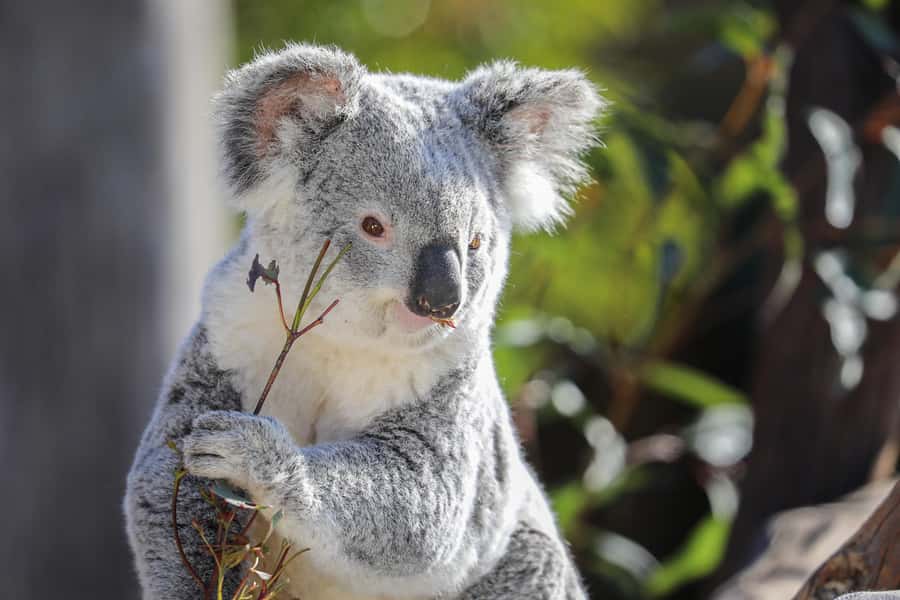Sydney Zoo Admission Ticket - The big indoor stars: the Reptile & Nocturnal House and the aquarium combo