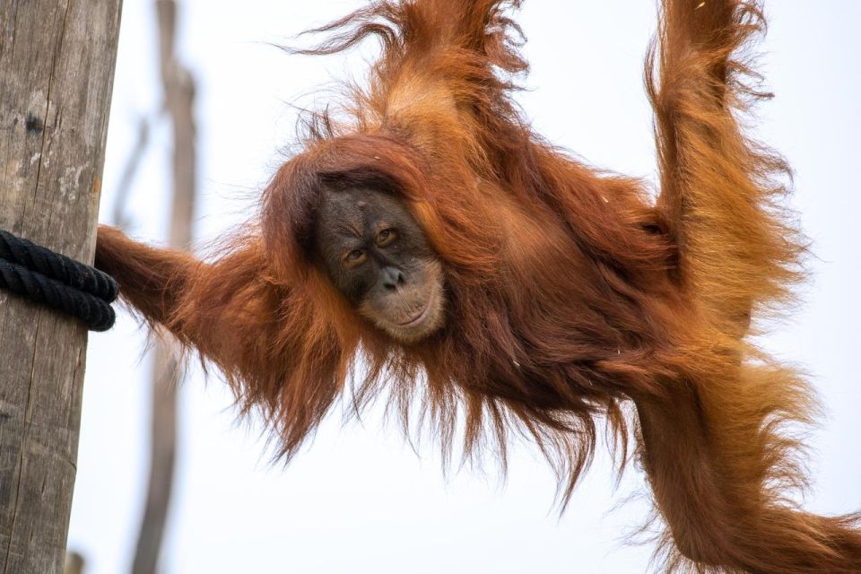 Sydney Zoo Admission Ticket - Heat, shade, dust, and comfort tips that actually matter