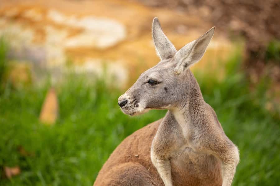 Sydney Zoo Admission Ticket - Getting there from Sydney (Eastern Creek) and making parking work for you