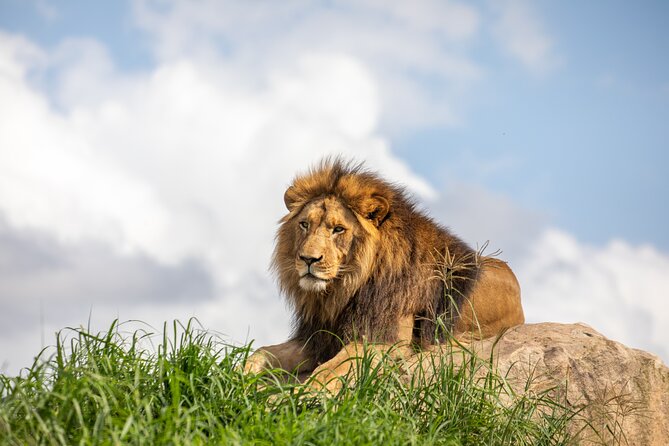 Sydney Zoo General Entry Admission Ticket - Key highlights to look for