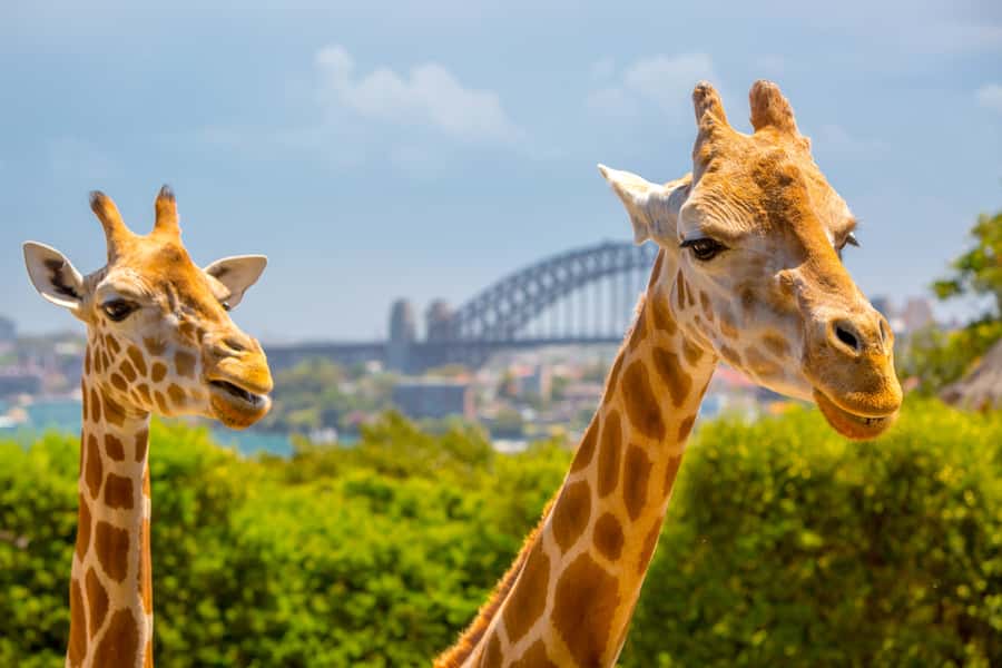 Taronga Zoo Aussie Backyard Adventure - Entering Nura Diya: What This 1.5-Hour Tour Really Sets Up
