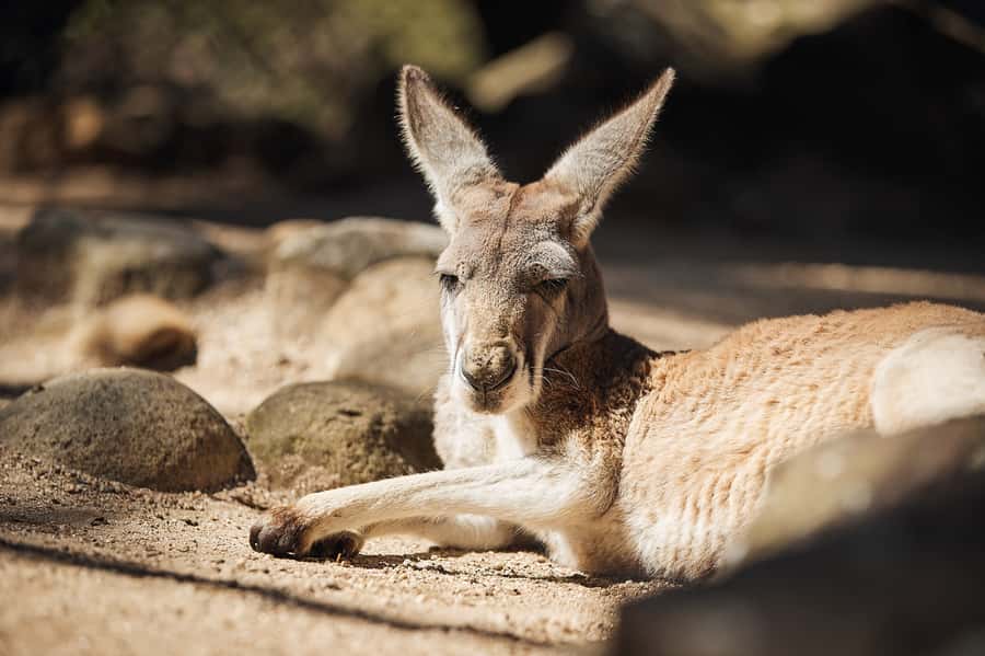 Taronga Zoo Aussie Backyard Adventure - Meeting at Taronga: Where to Start and How to Stay Ready