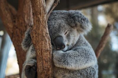Taronga Zoo Aussie Backyard Adventure - The Guided Walk: How Your Zoo Guide Turns Animals Into Stories
