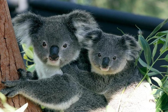 Taronga Zoo Entry & Return Ferry - Sydney Harbour - Quick hits: why this ferry-and-zoo day is so popular