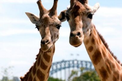 Taronga Zoo Entry & Return Ferry - Sydney Harbour - Taronga Zoo entry: what the day feels like inside