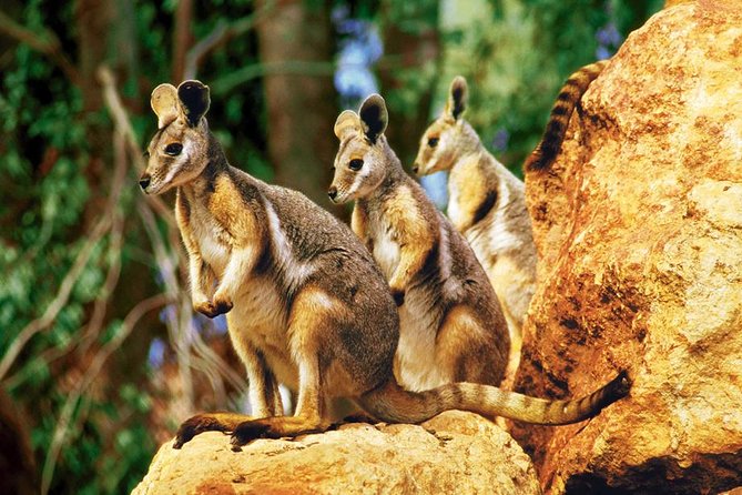 Taronga Zoo Entry & Sydney Harbour 2-Day Hop On Hop Off Cruise - Key things to know before you go