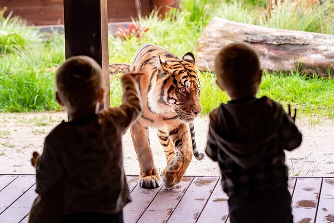 Taronga Zoo + Ferry Return Ticket - Price and value: what $56.66 gets you in real terms