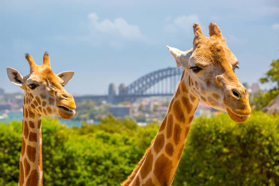 Taronga Zoo Sydney Wild Australia Experience - Key highlights worth your time