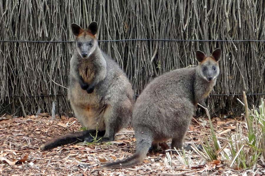 Taronga Zoo Sydney Wild Australia Experience - Practical tips before you go