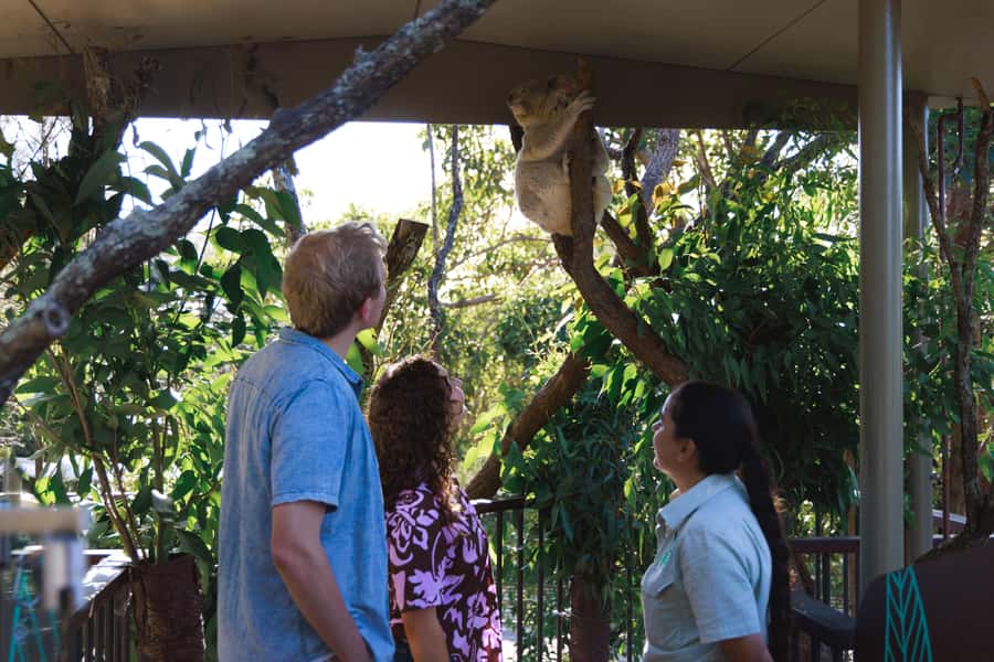 Taronga Zoo Sydney Wild Australia Experience - Koala Encounter: the star moment and how to get the most from it