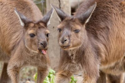 Taronga Zoo Sydney Wild Australia Experience - Meeting Taronga Zoo and Timing Your 2-Hour Slot
