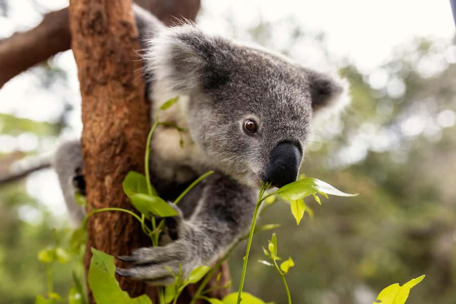 Taronga Zoo Sydney Wild Australia Experience - Who should book this Taronga Zoo keeper tour