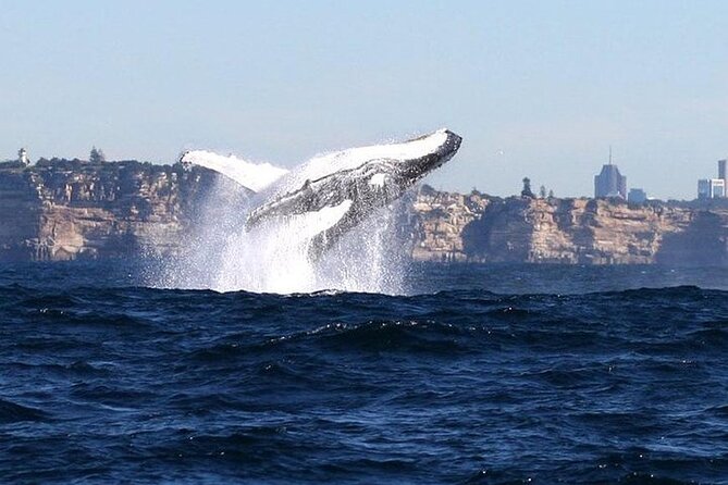 Taronga Zoo & Whale Watching Cruise Combo - Sydney Harbour - Morning Whale Watching Cruise: Humpbacks, Narration, and Real Photo Moments