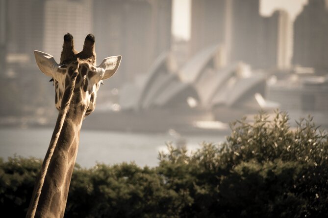 Taronga Zoo & Whale Watching Cruise Combo - Sydney Harbour - Who This Tour Fits Best (And Who Might Want to Skip It)