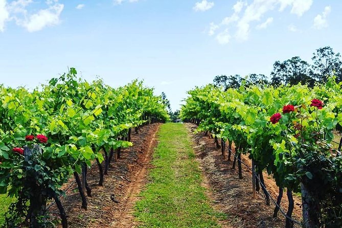 Tintilla Estate: Wine Tasting with a Meat and Cheese Platter - Olive Products: The Small Extra That Adds Variety