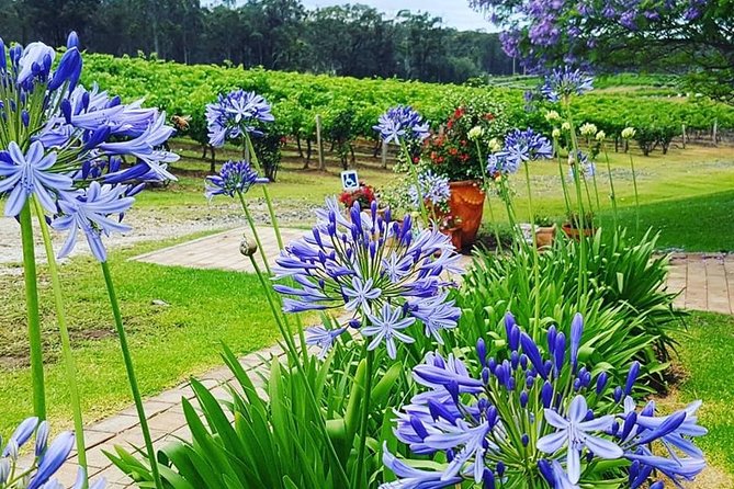 Tintilla Estate: Wine Tasting with a Meat and Cheese Platter - Practical Tips to Avoid the Common Wine-Tasting Pitfalls