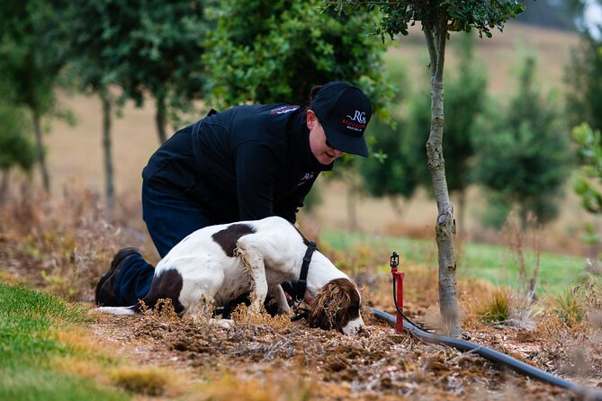 Truffle Hunt and Taste Experience in Oberon, NSW Australia - Key highlights