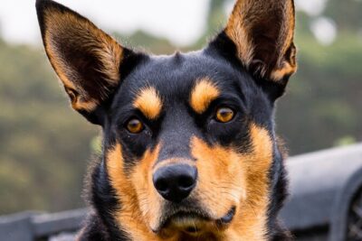 Truffle Hunt and Taste Experience in Oberon, NSW Australia - Biosecurity Footbath and the Truffiere Walk You’ll Actually Remember