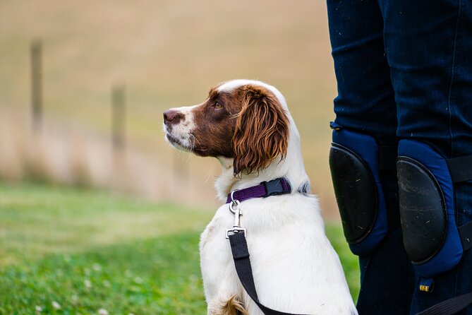 Truffle Hunt and Taste Experience in Oberon, NSW Australia - Fresh Truffles to Buy the Same Day