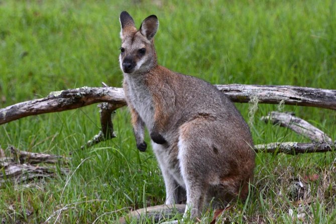 Ultimate Blue Mountains and Wildlife Tour - Glenbrook and the quiet parts of Blue Mountains National Park