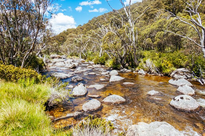 Ultimate Blue Mountains and Wildlife Tour - Afternoon tea at sunset: the payoff moment