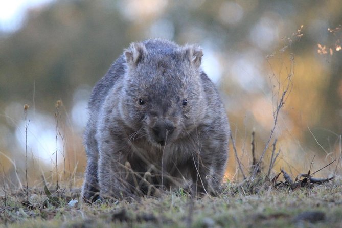 Ultimate Blue Mountains and Wildlife Tour - Price and value: is $413 worth it?