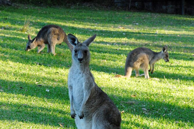 Walking with Wild Kangaroos Private Half-Day Trip from Sydney - Key Things I’d Pay Attention To