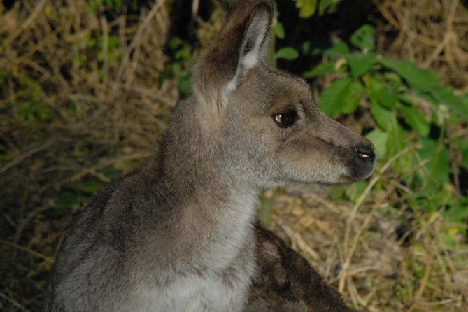 Walking with Wild Kangaroos Private Half-Day Trip from Sydney - What You Get (Besides the Kangaroos): Guide, Transfers, and Focus