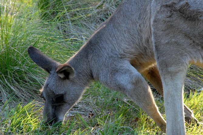 Walking with Wild Kangaroos Private Half-Day Trip from Sydney - Bird Spotting Makes the Whole Day Feel More Complete