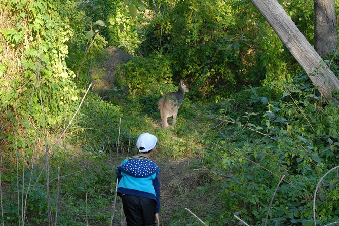 Walking with Wild Kangaroos Private Half-Day Trip from Sydney - Where You Go and How the Return Works in Sydney
