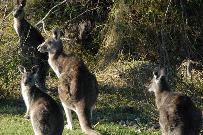 Walking with Wild Kangaroos Private Half-Day Trip from Sydney - Timing and the Drive Out: Early Afternoon Into NSW Bushland