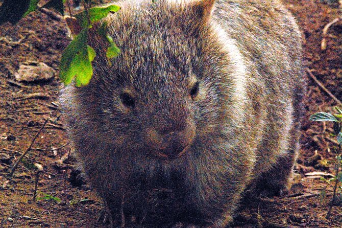 Walking with Wild Wombats Private Day Trip from Sydney - Key things that make this trip worth your time