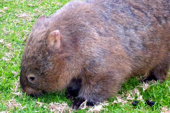 Walking with Wild Wombats Private Day Trip from Sydney - Why a private wombat-focused day trip works better than DIY