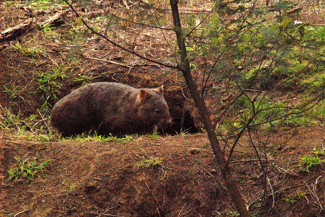 Walking with Wild Wombats Private Day Trip from Sydney - Stop 1: a rainforest walk that sets the tone for wildlife