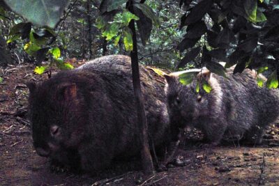 Walking with Wild Wombats Private Day Trip from Sydney - Sydney to NSW: timing, ride comfort, and what’s actually included