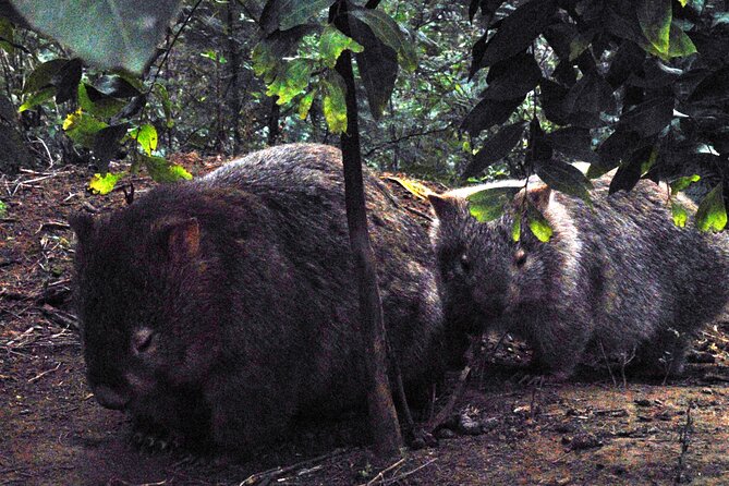 Walking with Wild Wombats Private Day Trip from Sydney - Sydney to NSW: timing, ride comfort, and what’s actually included
