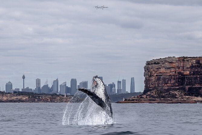 Whale Watching Boat Trip in Sydney - From Darling Harbour to the Open Ocean: What the 2.5 Hours Feels Like