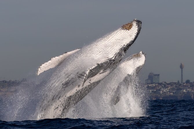 Whale Watching Boat Trip in Sydney - Live On-Board Commentary: What You Learn While You Watch