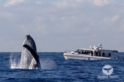 Whale Watching Boat Trip in Sydney - The Whale Sighting Guarantee: How This Tour Reduces Risk