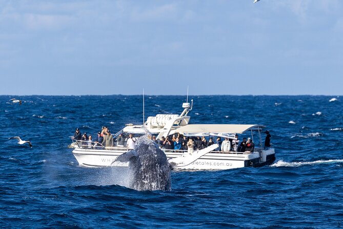 Whale Watching Boat Trip in Sydney - Seasickness, Wind, and the Get-Wet Reality