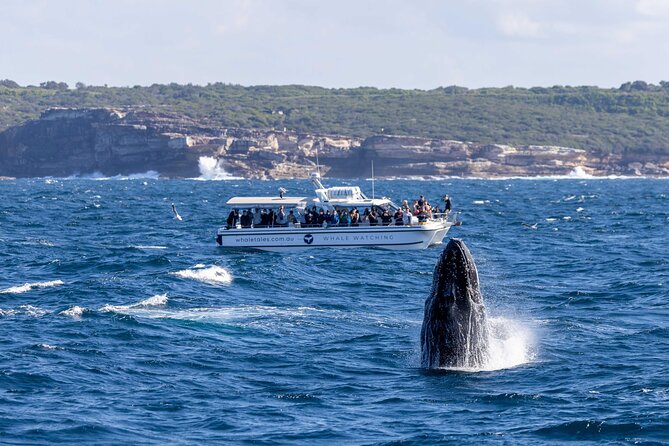 Whale Watching Boat Trip in Sydney - Timing and What Happens in the Water (Step by Step)