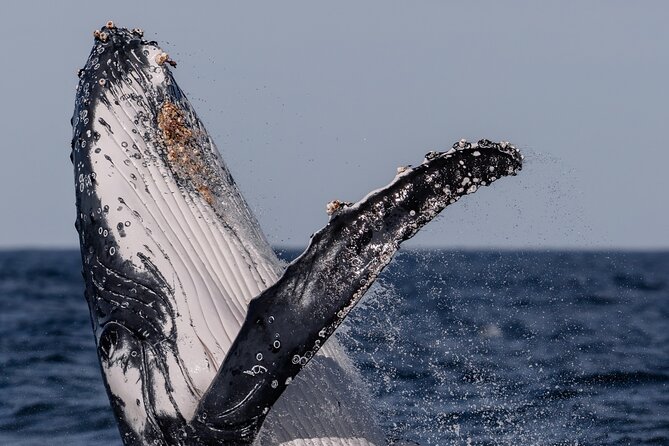 Whale Watching Boat Trip in Sydney - Weather and the Whale Math: What You Can Control