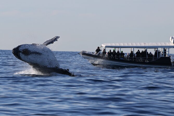 Whale Watching on Speed Boat with canopy from Sydney Harbour - Key things I’d mark on your map before you go