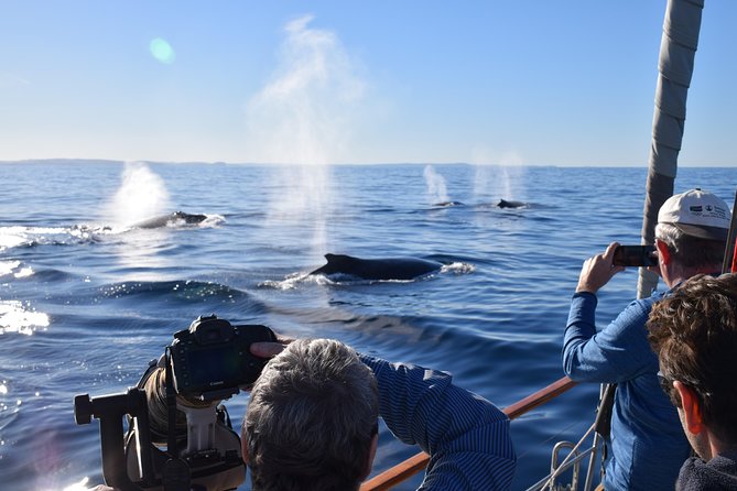 Whale Watching Sailing Experience in Sydney - Why This Whale Watching Sail Feels Different