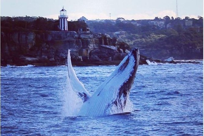 Whale Watching Sailing Experience in Sydney - Quick Key Points Before You Go
