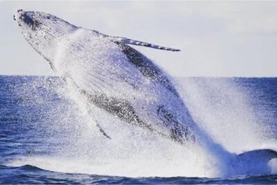 Whale Watching Sailing Experience in Sydney - Setting Sail From Rose Bay Pontoon Wharf