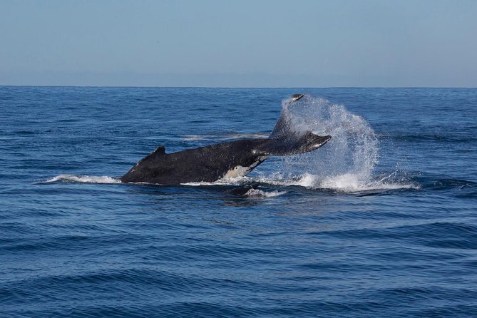 Whale Watching Sailing Experience in Sydney - How Sailing Affects Comfort and the Sighting Experience