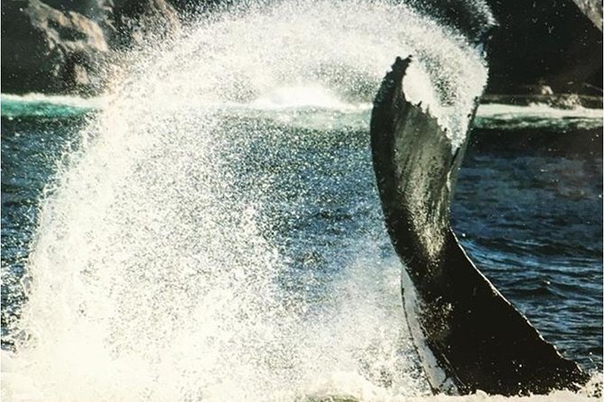 Whale Watching Sailing Experience in Sydney - Who’s Running the Show on the Water